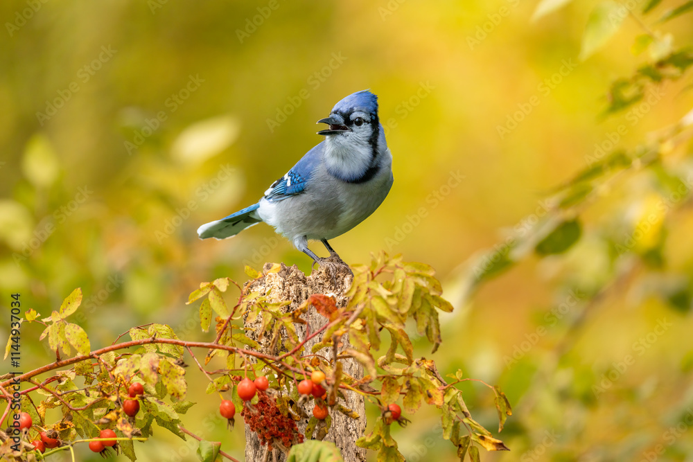 Obraz premium Blue Jay in fall colors