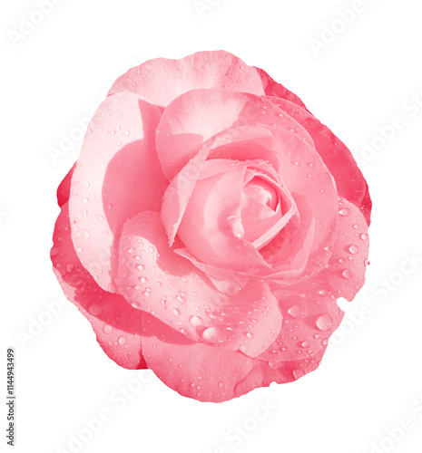Red rose flower isolated on white background with clipping path. Top view. Pink rose flower isolated on white background with clipping path. Close-up.