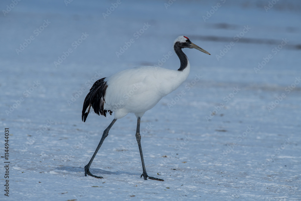 Grus japonensis. The Japanese crane is the rarest crane species after the white crane.