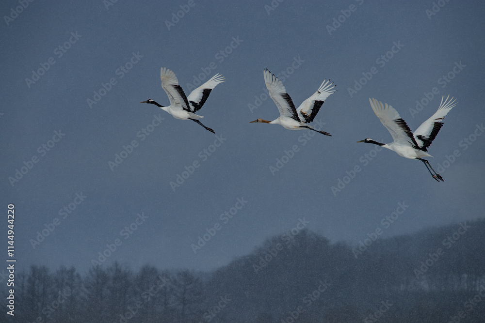 Grus japonensis. The Japanese crane is the rarest crane species after the white crane.