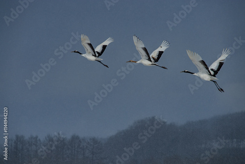 Obraz na płótnie Grus japonensis. The Japanese crane is the rarest crane species after the white crane. w salonie