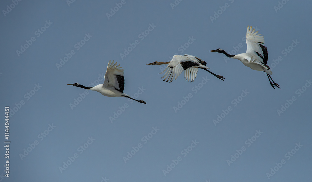 Grus japonensis. The Japanese crane is the rarest crane species after the white crane.