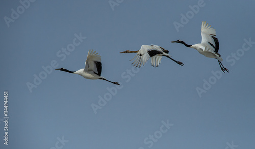 Obraz na płótnie Grus japonensis. The Japanese crane is the rarest crane species after the white crane. w salonie
