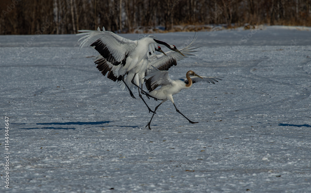 Grus japonensis. The Japanese crane is the rarest crane species after the white crane.
