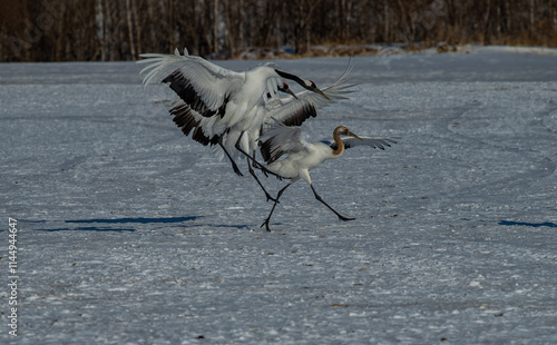 Obraz na płótnie Grus japonensis. The Japanese crane is the rarest crane species after the white crane. w salonie