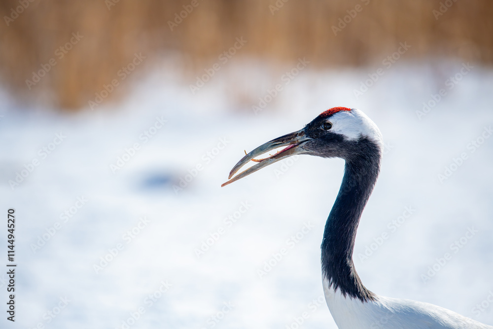 Grus japonensis. The Japanese crane is the rarest crane species after the white crane.