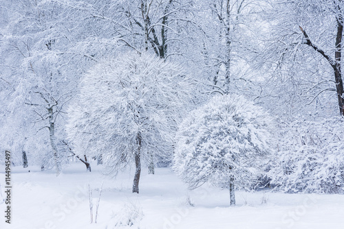 Winter landscape: trees covered with snow after snowfall