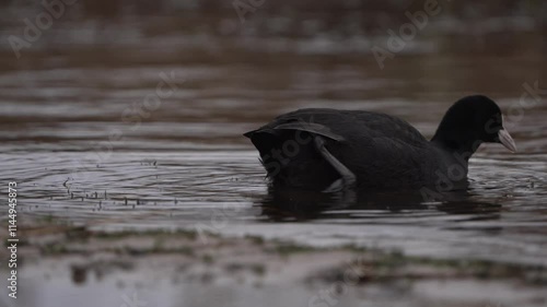 Eurasian coot, Fulica atra. On a sunny morning, a bird floats down the river