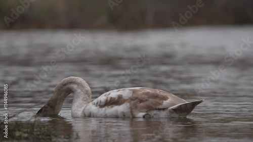 Mute Swan swimming and grooming on lake water.