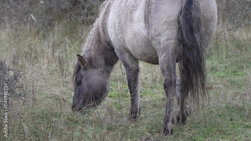 Semi-wild Polish Konik horse eating grass on a meadow near the forest