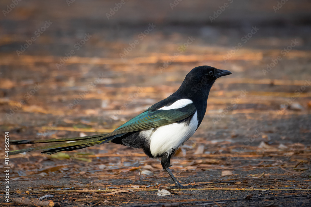 A magpie stands on the ground with dry leaves perpendicular to the camera lens on a sunny autumn day. A magpie stands on the ground with dry leaves perpendicular to the camera lens on a sunny autumn day.