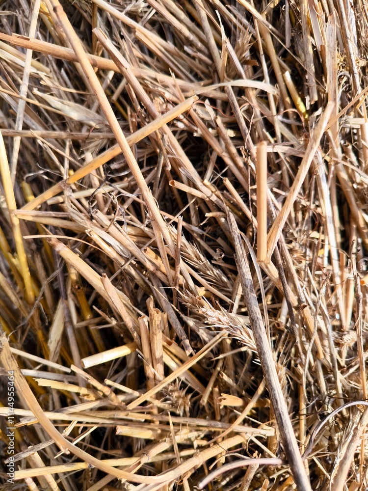 Hay straw texture. Closeup of old aged dry grass straw texture vertical background. Hay straw texture. Closeup of old aged dry grass straw texture vertical background.