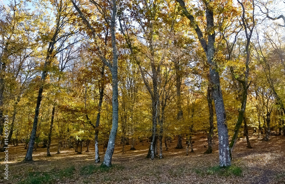 rural areas and landscapes. Autumn season and photos of trees and forests with yellowed leaves. rural areas and landscapes. Autumn season and photos of trees and forests with yellowed leaves.