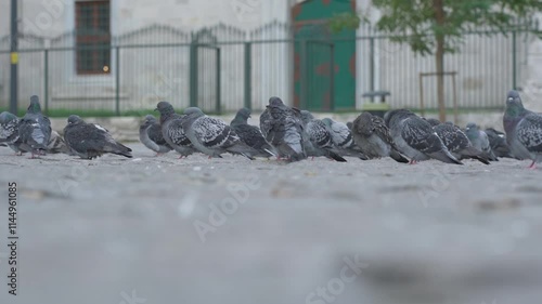 Urban pigeons gathering, pecking seeds on paved ground, showcasing natural feeding behavior in city environment with blurred background and multiple birds