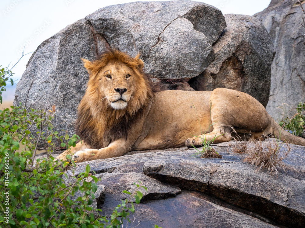 Naklejka premium Magnificent lion (Panthera leo) in a rocky landscape.