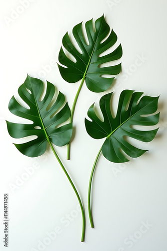 Monstera leaves placed on a white surface evoke tropical botanical concepts and flat lay photography inspiration for nature themed compositions._00003_ photo