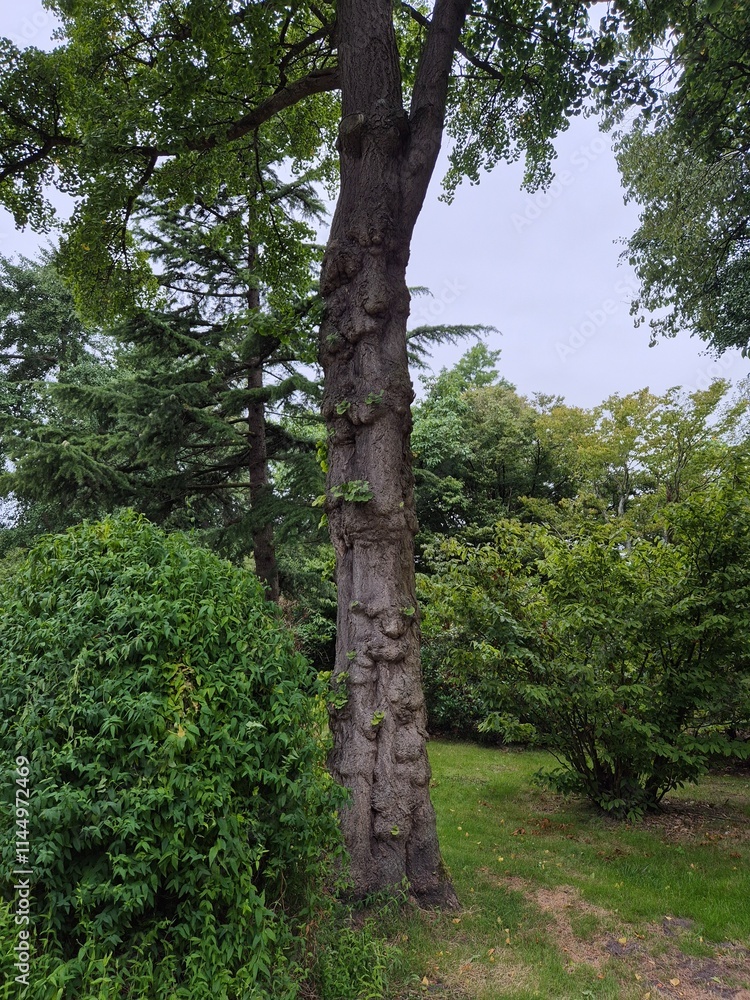 Fototapeta premium Forest art