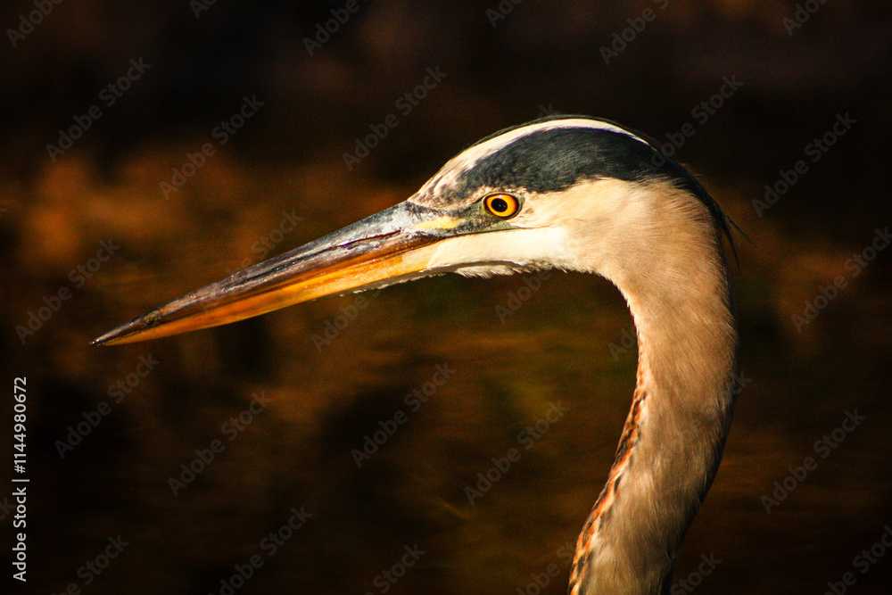 great blue heron great blue heron
