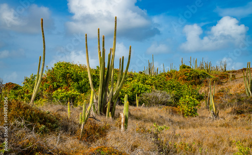 Panorama of the“Savane des Pétrifications“ in Martinique on the peninsula of Sainte-Anne with Organ pipe cactus (Stenocereus thurberi) in arid, desert like landscape on hiking trail “Trace des Caps“. photo