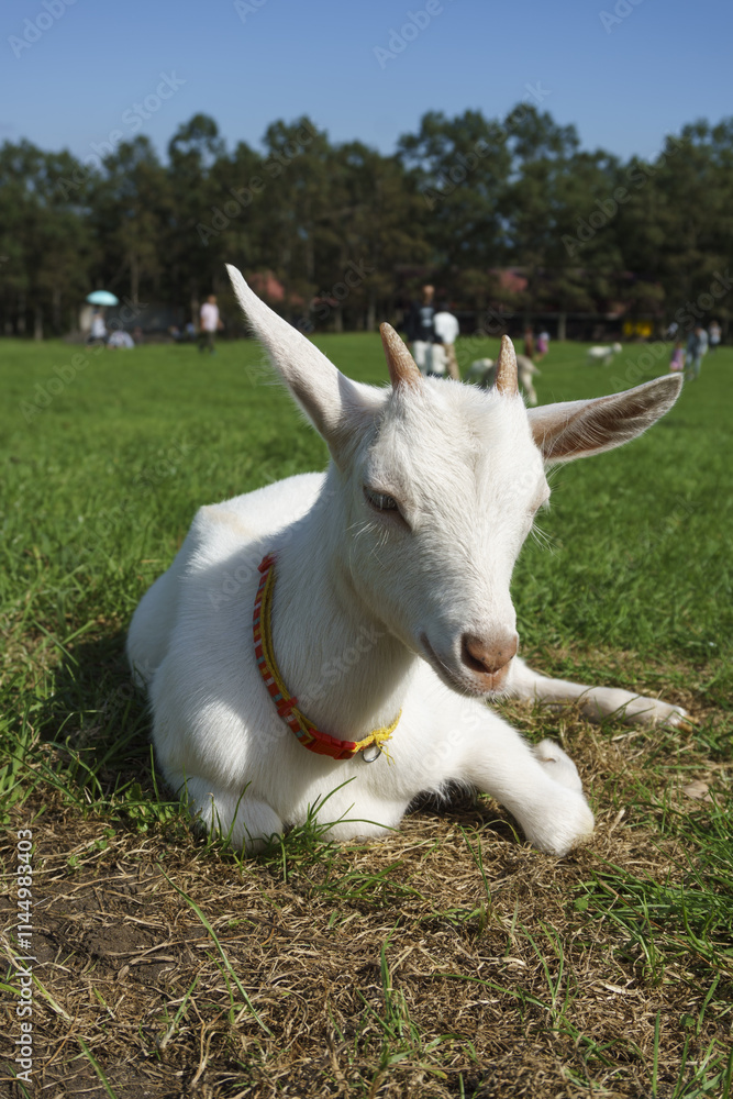 Obraz premium 蔵王ハートランドのヤギ Goats at Zao Heartland