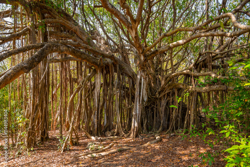 Strangler fig is a tropical plant species in the genus Ficus. Columnar tree with a hollow central core at “Anse Michel“ a wild beach on Martinique island on the “Trace des caps“ coastal hiking trail. photo