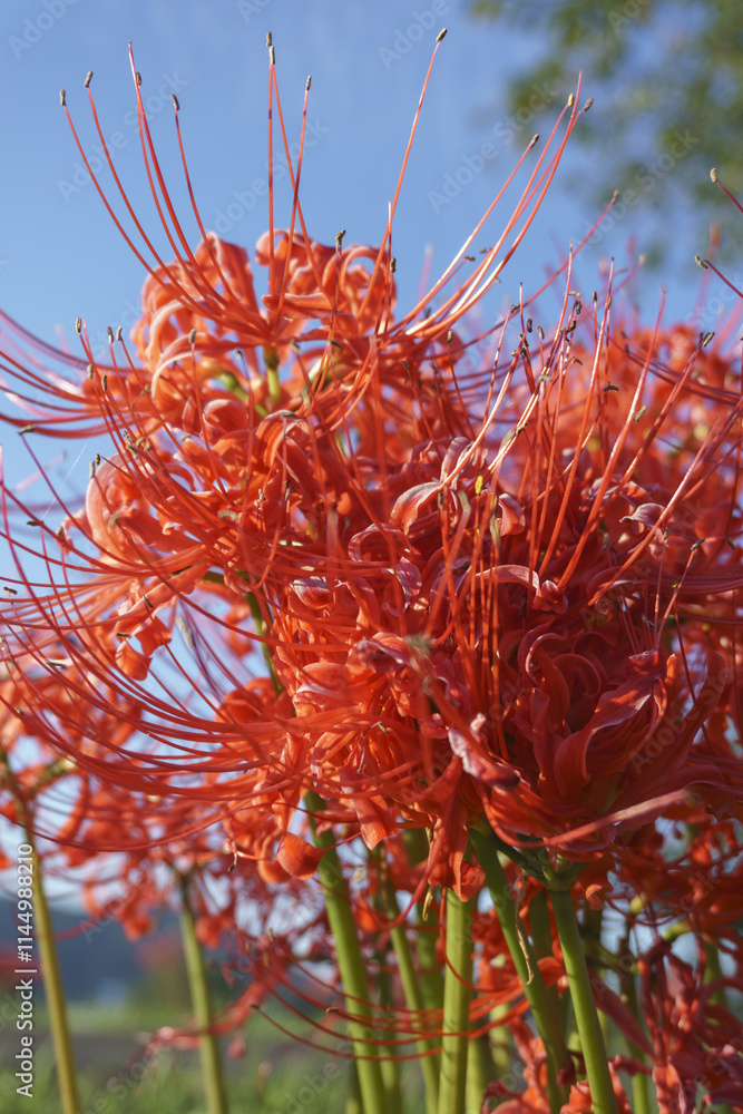 白石川の彼岸花ロードの風景 Higanbana Road along Shiroishi River