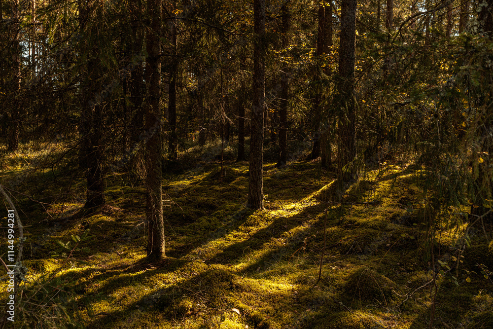 Obraz premium autumn in the forest