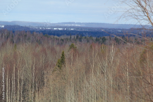 forests of northeastern Europe in early spring