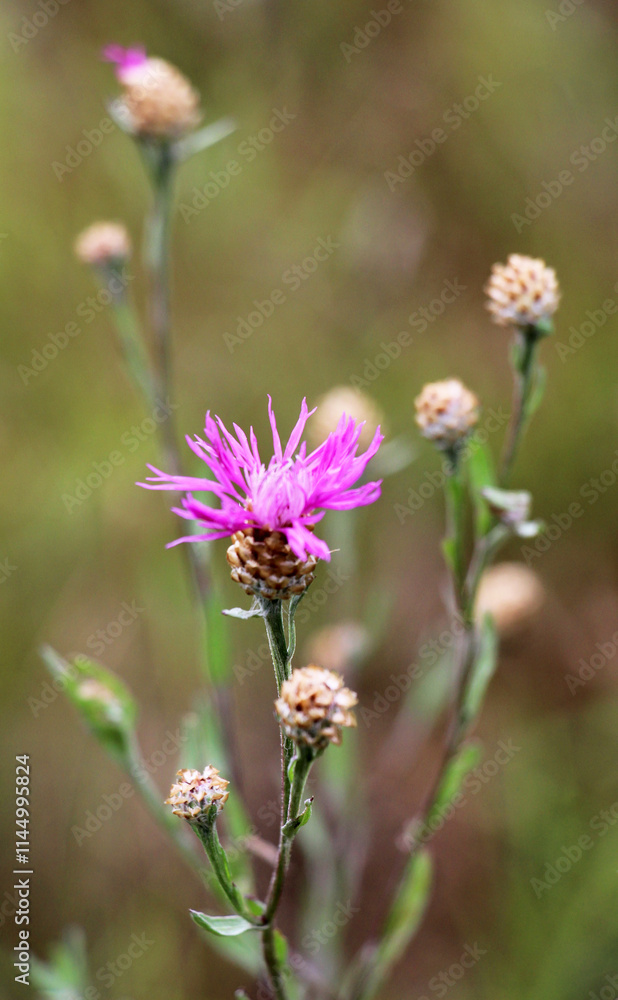 Cornflower Centaurea jacea blooms in a meadow among grasses Cornflower Centaurea jacea blooms in a meadow among grasses