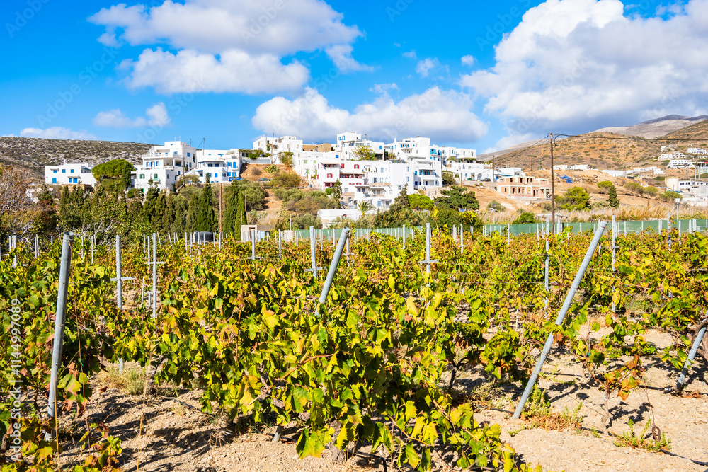 Vineyards in rural farming landscape of Katapola village, Amorgos island, Cyclades, Greece