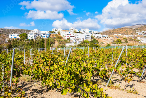 Obraz na płótnie Vineyards in rural farming landscape of Katapola village, Amorgos island, Cyclades, Greece w salonie