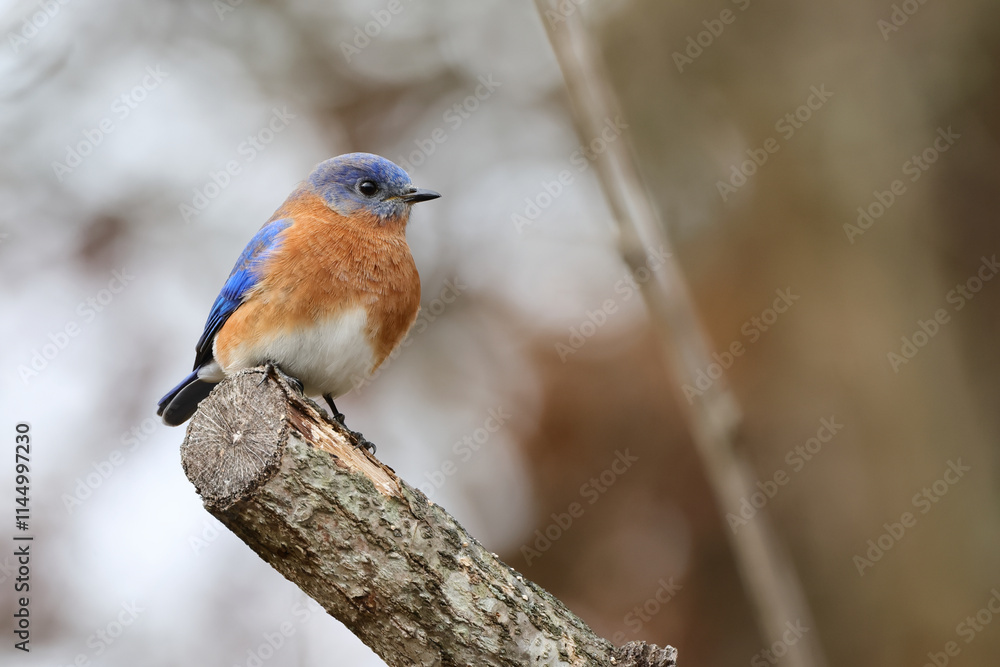 Fototapeta premium Male bluebird perched against blurry background. 