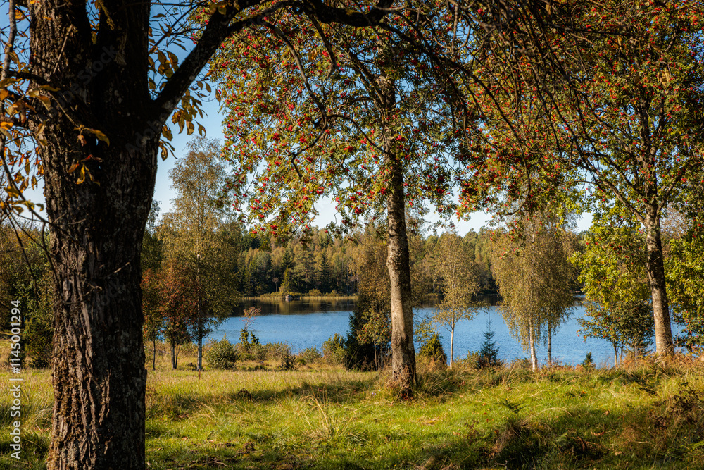 Fototapeta premium autumn trees in the lake