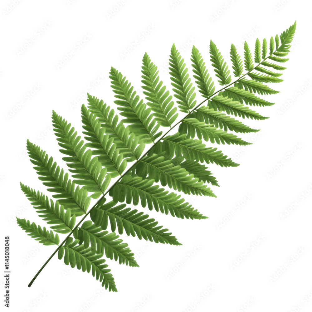 Lush green fern leaf, intricate frond details, vibrant foliage, transparent background, ideal for design and illustration uses. Lush green fern leaf, intricate frond details, vibrant foliage, transparent background, ideal for design and illustration uses.
