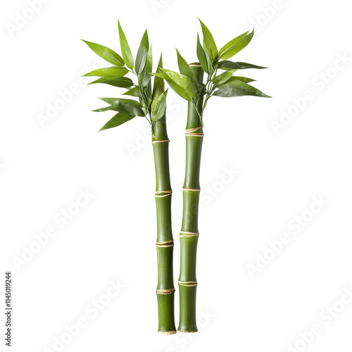 Green bamboo stalks with lush leaves, vibrant and fresh, ideal for nature-themed designs or backgrounds, transparent PNG format