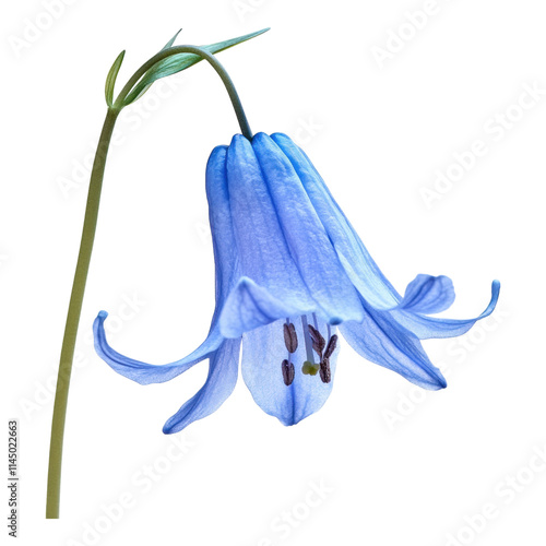 Delicate Bluebell Blossom, a solitary bluebell flower gracefully suspended, featuring a transparent background for versatile use.