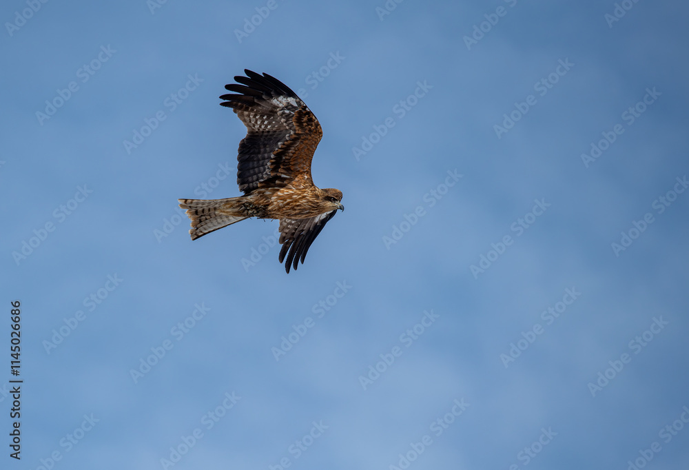 Japan’s Ubiquitous Scavenger – The Black-Eared Kite. Turkish name ( Kara caylak )