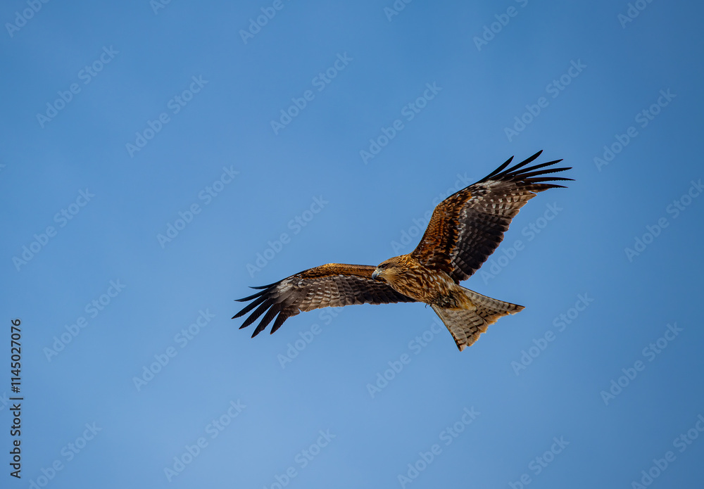 Japan’s Ubiquitous Scavenger – The Black-Eared Kite. Turkish name ( Kara caylak )