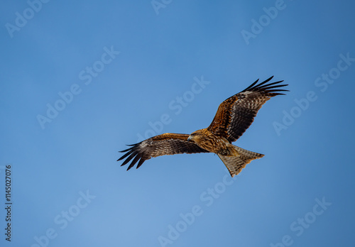 Obraz na płótnie Japan’s Ubiquitous Scavenger – The Black-Eared Kite. Turkish name ( Kara caylak ) w salonie
