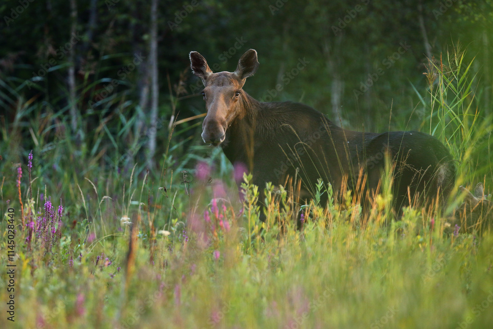 Łoś (Alces alces) moose