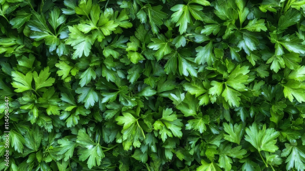 Fresh Parsley Leaves Close Up - Vibrant Green Herb Fresh Parsley Leaves Close Up - Vibrant Green Herb