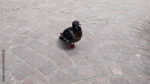 Urban Pigeon Sitting on Cobblestone Street in a City Environment