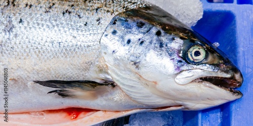 Counter in fish market. Farmed Salmo. Madrid photo