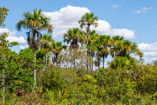 View of some palm trees at Jalapão State Park - Tocantins, Brazil photo