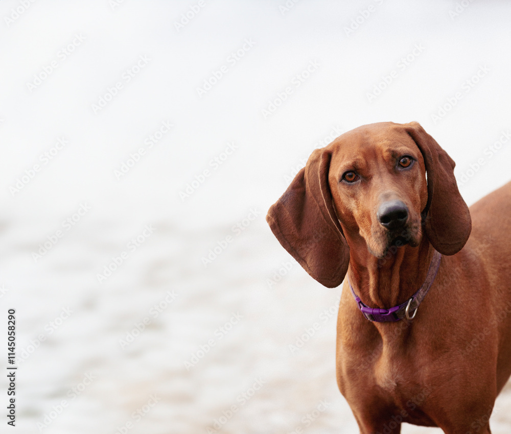 Curious looking hound dog against a white background. Copy Space, simple animal concept. Curious looking hound dog against a white background. Copy Space, simple animal concept.