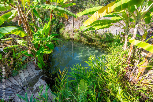 View of Fervedouro Mumbuca, a unique karst spring located at Jalapão State Park - Tocantins, Brazil photo