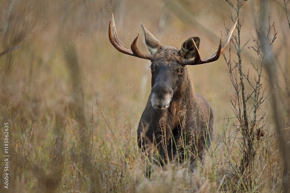 Fototapeta premium Łoś (Alces alces) moose