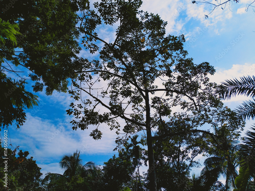 Tropical blue sky with white clouds and tree in the foreground Tropical blue sky with white clouds and tree in the foreground