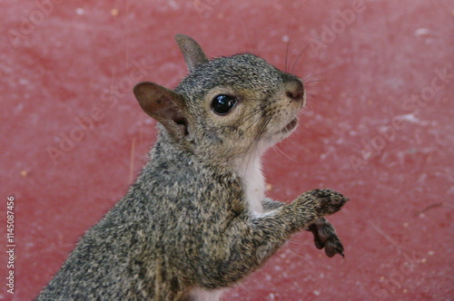 Portrait d'un écureuil gris d'Amérique (Scirus carolinensis), qui se tient debout, sur un fond rouge photo