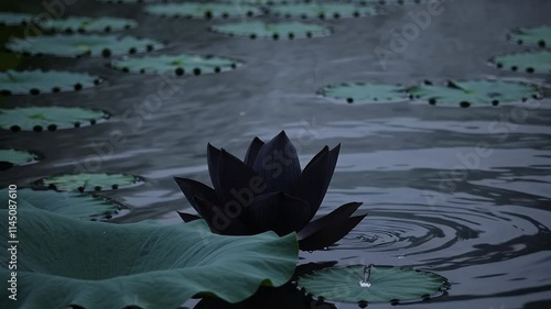 Mystical Elegance: The Black Lotus in Moonlit Serenity
